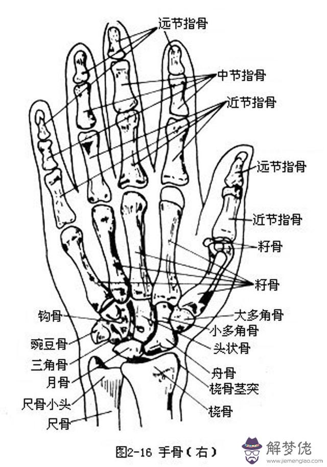 眼睛下方有條八字溝叫什麼