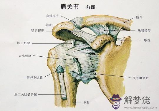 眼睛下方有條八字溝叫什麼