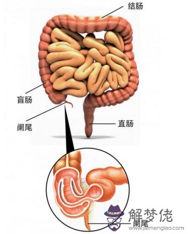 眼睛下方有條八字溝叫什麼