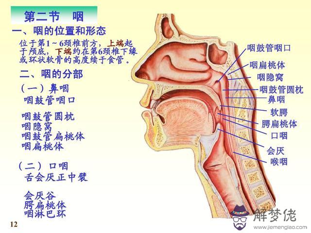 眼睛下方有條八字溝叫什麼