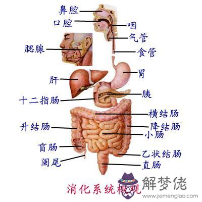 眼睛下方有條八字溝叫什麼