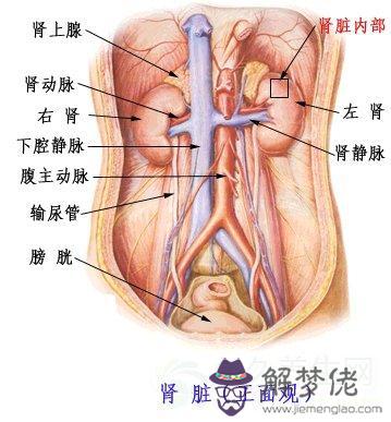 眼睛下方有條八字溝叫什麼