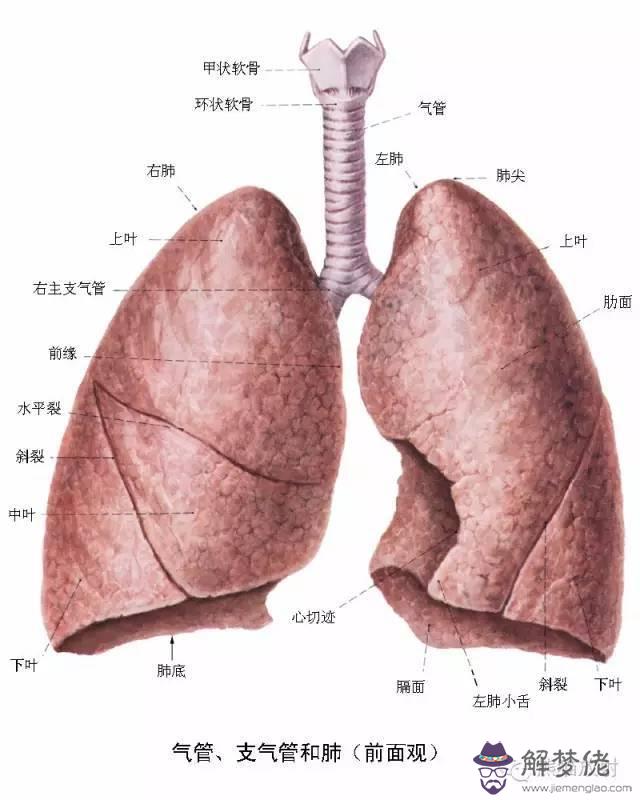 眼睛下方有條八字溝叫什麼