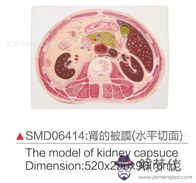 眼睛下方有條八字溝叫什麼