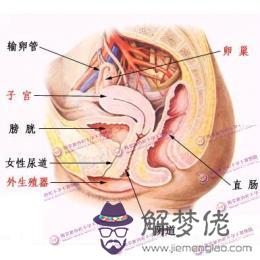 眼睛下方有條八字溝叫什麼