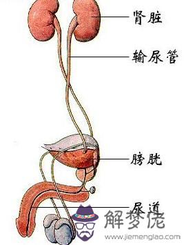 眼睛下方有條八字溝叫什麼