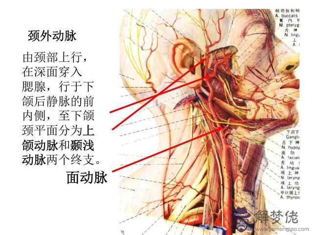 眼睛下方有條八字溝叫什麼