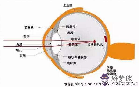 眼睛下方有條八字溝叫什麼