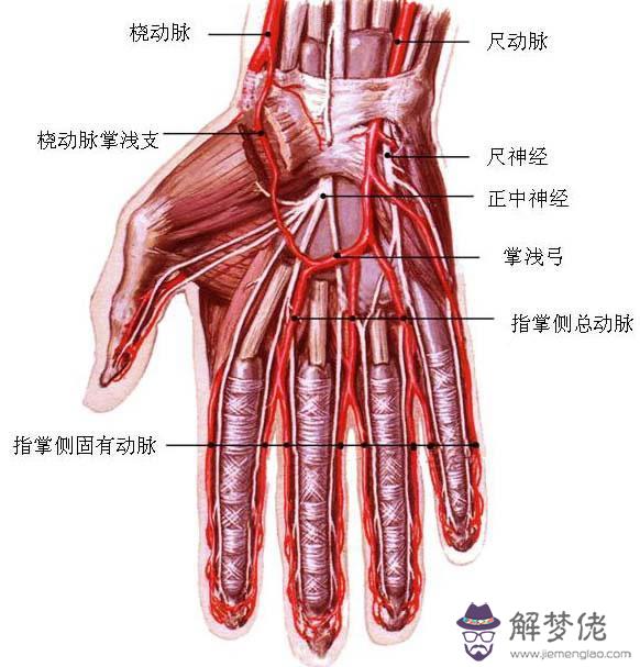 眼睛下方有條八字溝叫什麼