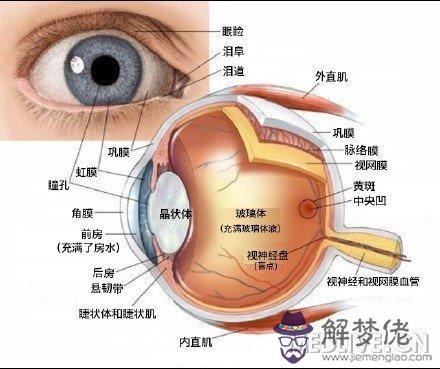 眼睛下方有條八字溝叫什麼