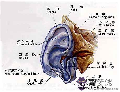 眼睛下方有條八字溝叫什麼