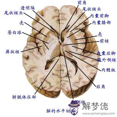 眼睛下方有條八字溝叫什麼