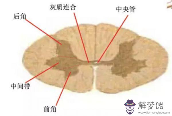 眼睛下方有條八字溝叫什麼