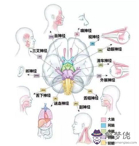 眼睛下方有條八字溝叫什麼