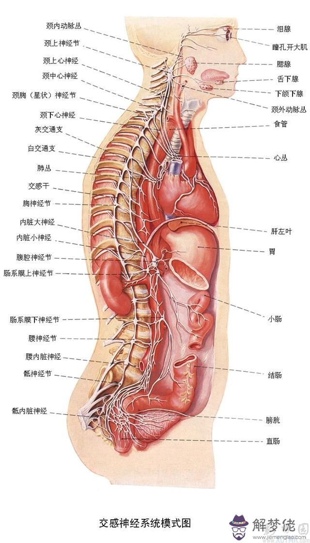 眼睛下方有條八字溝叫什麼