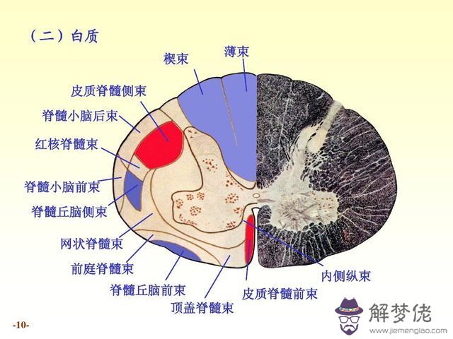 眼睛下方有條八字溝叫什麼