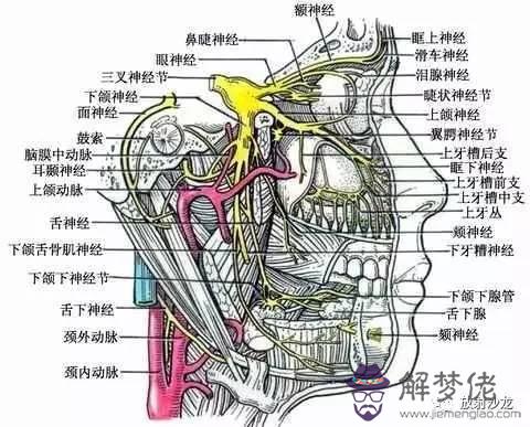 眼睛下方有條八字溝叫什麼