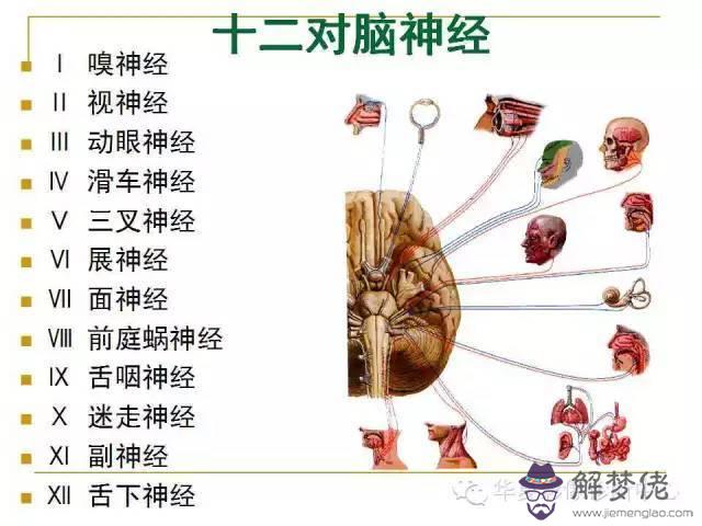 眼睛下方有條八字溝叫什麼