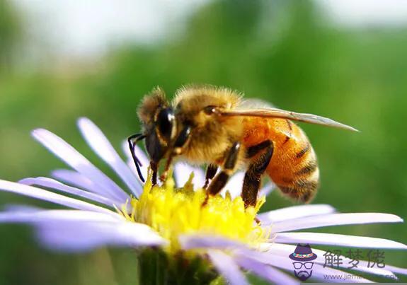 算命蜜蜂命是什麼意思