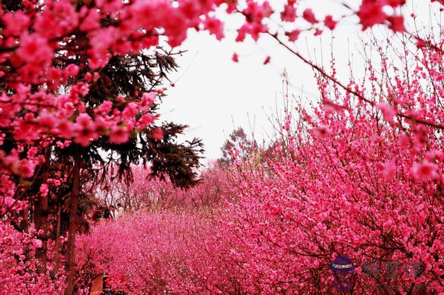 生辰八字中的桃花屬性是什麼意思