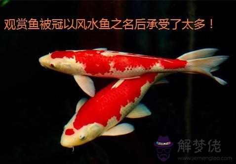 算命的說有魚沒水什麼意思