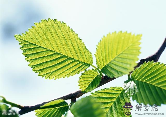 算命說的蘋果樹是什麼意思