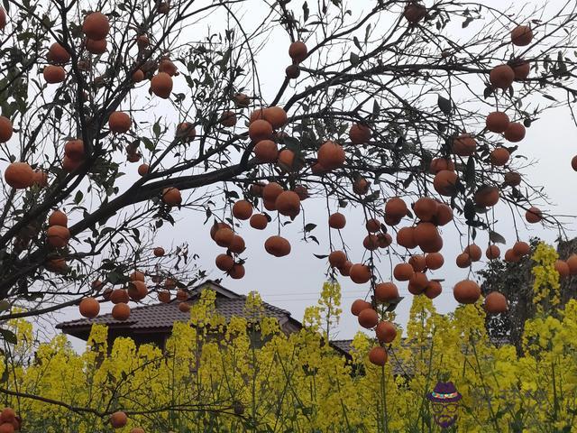 算命花開又遭雨來淋什麼意思