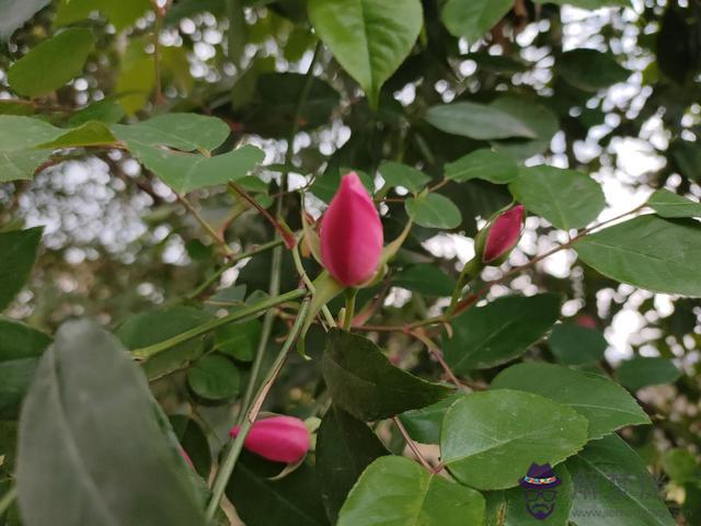 算命花開又遭雨來淋什麼意思