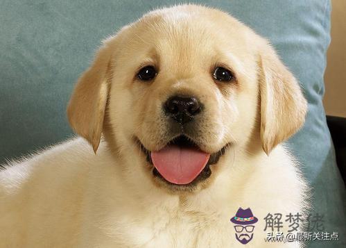 算命天狗什麼意思 算命天狗什麼意思