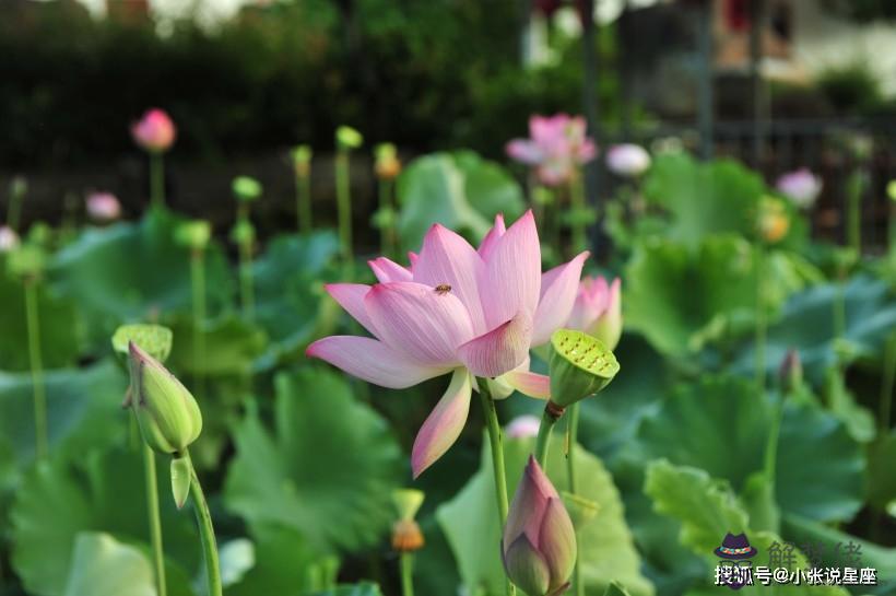 搖簽運勢是什麼意思