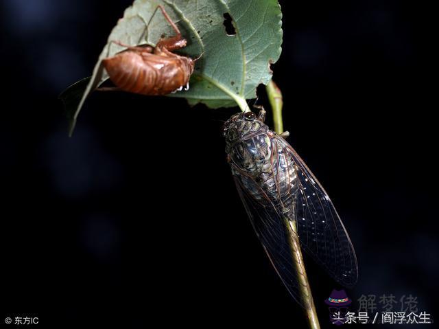 八字有羊刃代表什麼意思