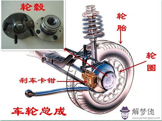 八字輪轂學名是什麼意思