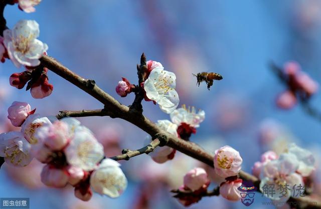 八字中桃花子是什麼意思