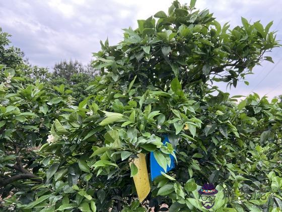 小孩算命缺根是什麼意思 小孩算命缺根是什麼意思