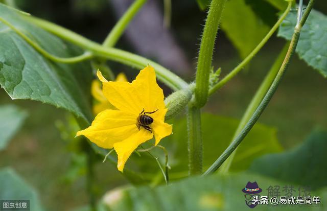 易經中的五行是什麼意思