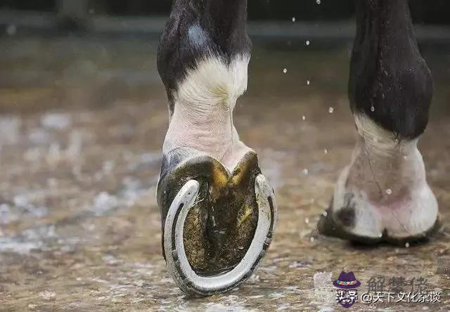 算命讓畫虎是什麼意思 算命讓畫虎是什麼意思