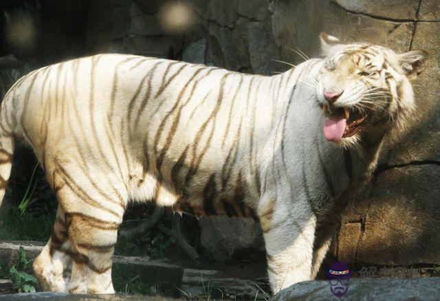 算命說的白虎是什麼意思
