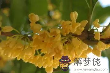 算命說荷花命是什麼意思