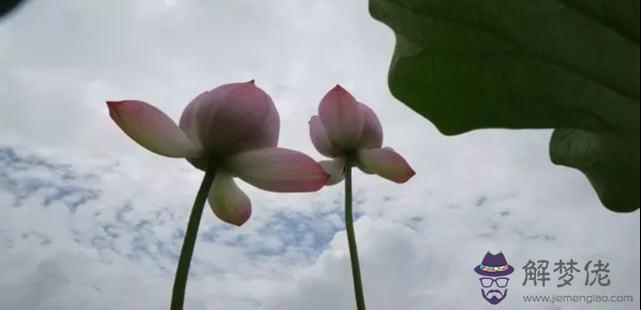 算命的蘭花運什麼意思