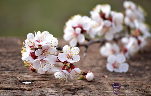 算命牡丹開花是什麼意思