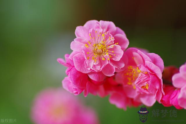 算命牡丹開花是什麼意思