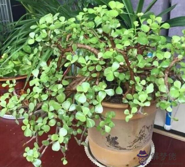 算命的花配是啥意思
