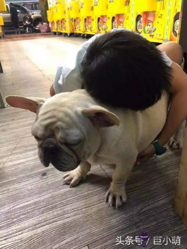 算命的說雙犬看門啥意思