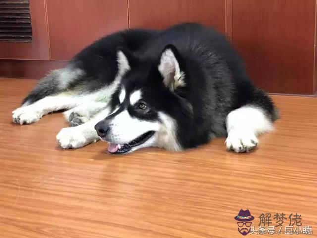 算命的說雙犬看門啥意思