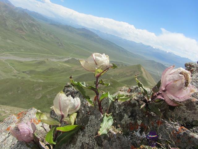 算命的說我后背有蓮花什麼意思