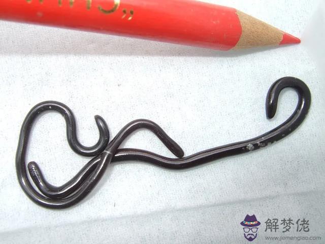 算命所謂的藤蛇出洞是什麼意思 算命所謂的藤蛇出洞是什麼意思
