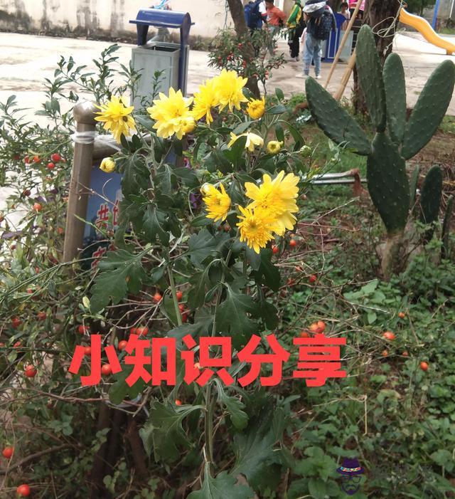 易經中君子是什麼意思