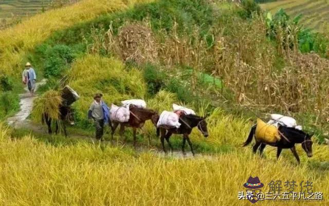 八字里有二匹馬是什麼意思