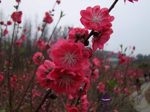 八字爛桃花多意思