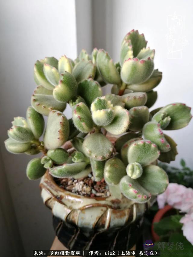 算命三頭虎什麼意思是什麼意思 算命三頭虎什麼意思是什麼意思